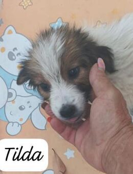 TILDA 💚💚💚 neugierig & verspielt - Bad Karlshafen