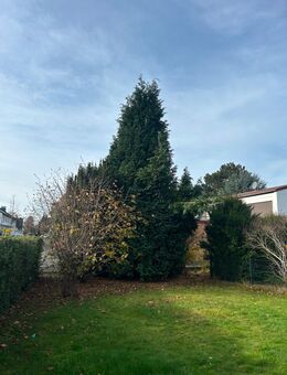 Baumfällung Rodung Brennholzeinschlag uvm - Mechernich