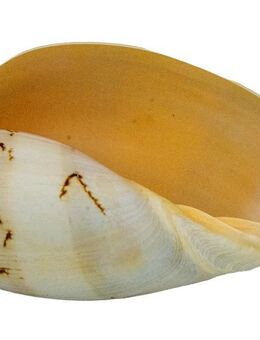 Echte Muschel Melo Meeresschnecke ca. 12 cm - Hamburg