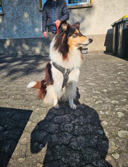 🐾 Amerikanische Collie-Hündin „Mira“ sucht ein liebevolles Zuhause 🐾 - Neunkirchen (Saarland)