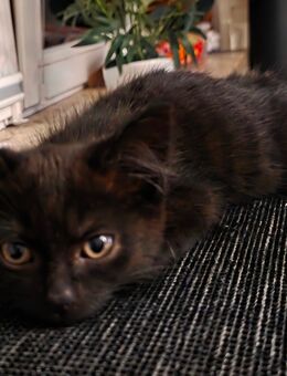 Kleine Katze sucht neues Zuhause - Handewitt