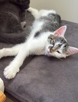 Main coon Mix weibliche Kitten - Freystadt