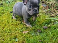 Französische bulldogge welpen - Kassel Mitte/Innenstadt