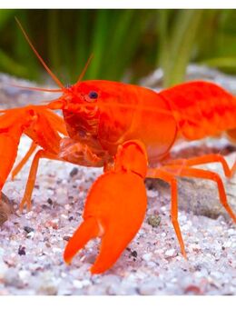 Orange Süßwasserkrebs – kostenlos abzugeben (Nürnberg) - Nürnberg