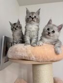 Maine Coon Kitten mit Stammbaum in 23714