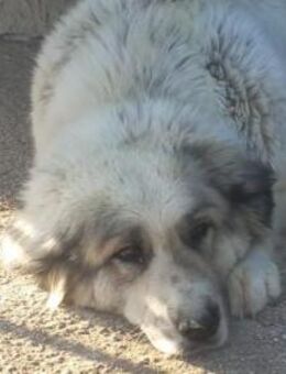 Zoe 🧡🧡🧡 sucht Für-immer-Zuhause - Bad Karlshafen