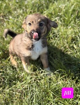 Kleine Jill♥️sucht liebevolles Heim - Seggebruch