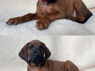 PREMIUM ZUCHT genetisch gesunde Welpen mit Gentest R.I.GE.P. + VERHALTENSGENE Rhodesian Ridgeback - Hildesheim