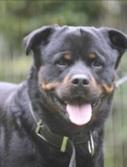 Thanos sucht ein erfahrenes Zuhause - Pirmasens