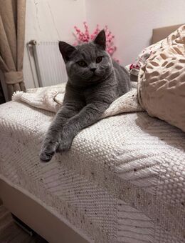 Liebevolles BKH Mädchen in Grau - Werlte