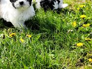 Shih-tzu Welpen auszugsbereit - Chemnitz