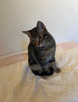 5 Monate altes Kätzchen sucht liebevolles Zuhause – wegen Allergie abzugeben - Pforzheim