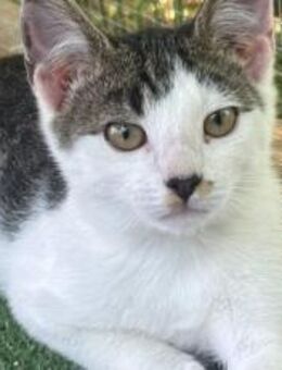 Emil, schüchterner Kerl sucht Platz - München