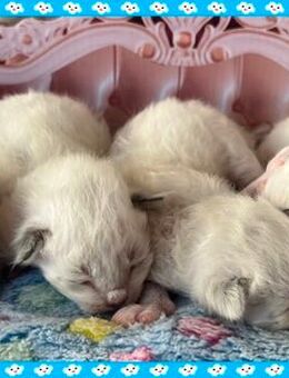 Birma Babys aus registrierte Hobbyzucht aus Köln - Köln