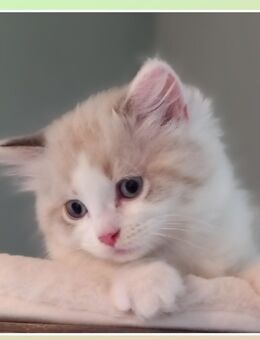 Eine unserer Ragdoll-Perser Mix Kitten(Katze) sucht noch ihre Dosenöffner fürs Leben - Weimar