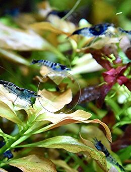 Carbon Rili Blue, Zwerggarnele, reinerbig (ab 1,70€) (Versand/ Abholung) - Mechernich