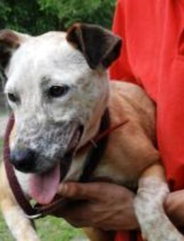 Zserbo-LM, sehnt sich nach der Liebe - Neustadt (Rübenberge)