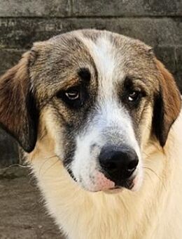 Timbert, geb. ca. 09/2023, Griechenland - Markdorf