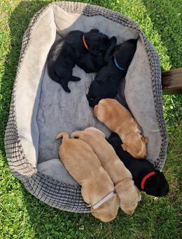 Labrador Welpen reinrassig - Peissen