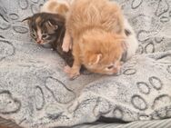 Mainecoon Kitten creme Tabby mit getigerten Pfötchen resaviert - Langenhagen