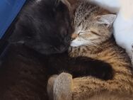 BKH Babykatze - Lahr (Schwarzwald)