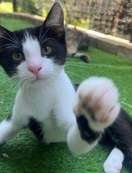 🌟Verspielter Babykater Soka🌟 - Eislingen (Fils)