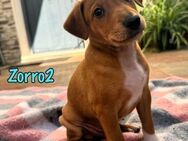 Zorro2 kluger, goldiger Welpe 2/25 ESP - Ruppertsecken
