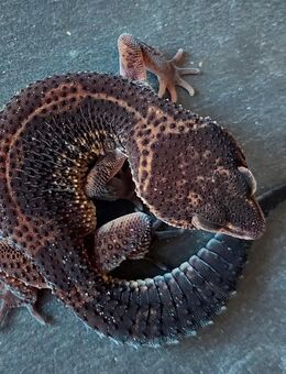 Leopardgecko Black Night Pure weibchen - Winterthur