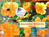 ♥ Spanischer Wildmohn, 100 Samen, papaver rupifragum Flore Pleno ,orange, gefüllt winterhart ,Staude,Tulpenstolz ,Garten, Bienenweide,samenfest, Mohn - Hamburg