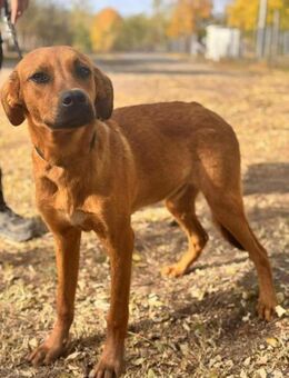 Tamaro sucht ein warmes Körbchen - Berlin