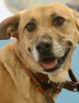 Hellen, sucht Altersruhesitz - Westerholt