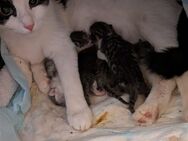 Vier Kitten suchen ein Neues verantwortungsbewusstes Zuhause - Amberg