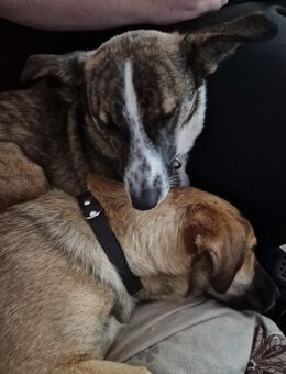 Die hübsche joanna sucht ihr Zuhause - Dorsten