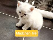 Bkh kitten - Kempten (Allgäu)