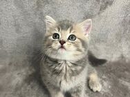 BKH Kitten Mädchen&junge - Göttingen