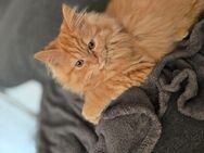 Kater Norweger-Persermix - Laage Kritzkow