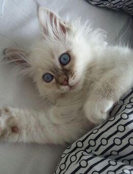 Zauberhafte Heilige Birmakitten in liebevolle Hände abzugen! - Waldbüttelbrunn