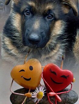 Deutsche Schäferhund Hündinnen - Herzogenrath