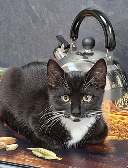 Jungkatze, weiblich, 6 Monate, - Mülheim-Kärlich