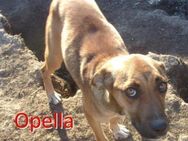 OPELLA ❤ sucht Zuhause oder Pflegestelle - Langenhagen