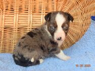 Bezaubernden Mini Aussiewelpen aus top Verpaarg,seriös. Zucht! - Ahorn (Baden-Württemberg)
