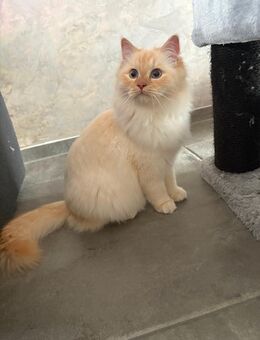 Heilige Birma - Marbach (Neckar)