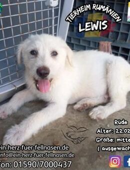 LEWIS - möchte in die weite Welt reisen - Waakirchen
