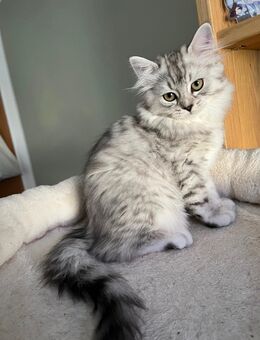 BKH / BLH Highlander Kitten - Leipzig