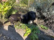 Catahoula Louisiana Leopard welpen - Arendsee (Altmark)