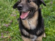 Maxi sucht Familien Anschluss - Laufen