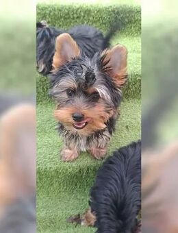 Yorkshire terrier Welpen - Rüde 3 Monate alt-zu verkaufen. - Löffingen