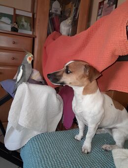 Welpen erwartet Jack-Russell-Terrier reinrassig Mitte Oktober - Sternenfels