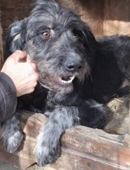 Ringo 50 cm - Alpenrod