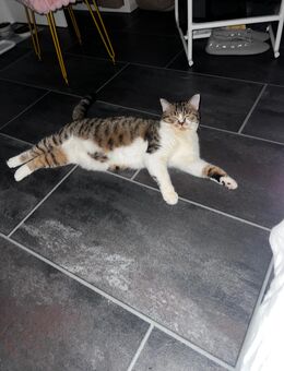 Katze zu Verkaufen - Leverkusen